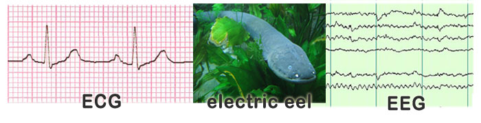 EEG_ECG_electric_eel